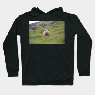 Icelandic sheep on an open pasture Hoodie